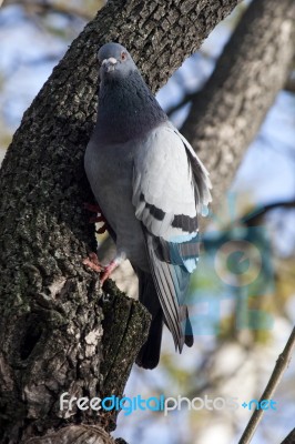 Urban Pigeon Stock Photo