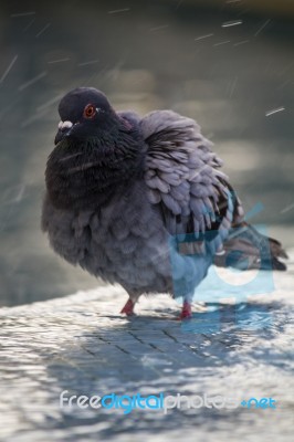 Urban Pigeon Takes A Bath Stock Photo