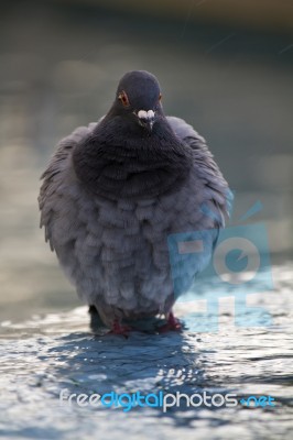 Urban Pigeon Takes A Bath Stock Photo