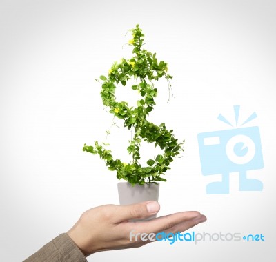 Us Dollar Stock Photo