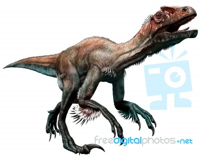 Utahraptor Stock Image