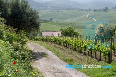 Val D'orcia, Tuscany/italy - May 16 : Vineyard In Val D'orcia Tu… Stock Photo