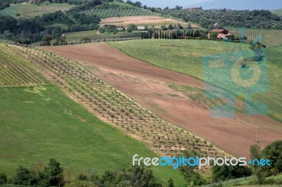 Val D'orcia, Tuscany/italy - May 17 : Countryside Of Val D'orcia… Stock Photo