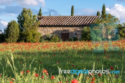 Val D'orcia Tuscany/italy - May 19 : Poppy Field In Tuscany On M… Stock Photo