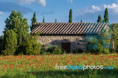 Val D'orcia Tuscany/italy - May 19 : Poppy Field In Tuscany On M… Stock Photo