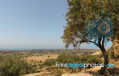 Valley Tree Stock Photo