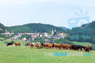 Valley With Town Houses And Cows In Meadow Stock Photo