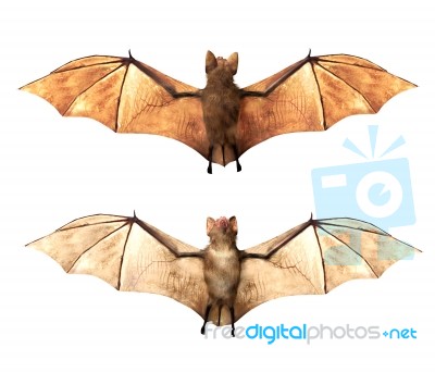 Vampire Bats Isolated On White Background Stock Image