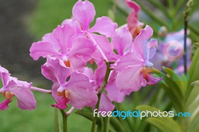 Vanda Teres Pink Orchids Stock Photo