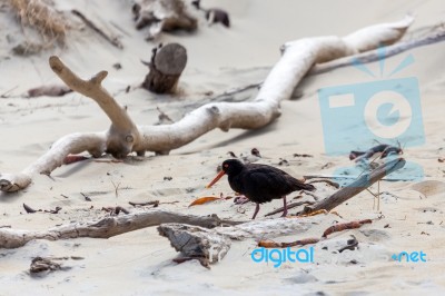 Variable Oystercatcher (haematopus Unicolor) Stock Photo