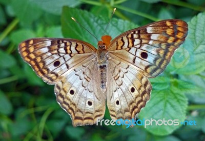 Variegated Fritillary Butterfly Stock Photo