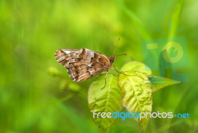 Variegated Fritillary (euptoieta Claudia) Stock Photo