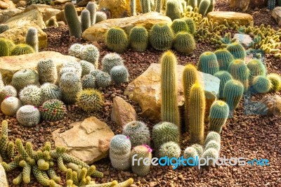 Variety Of Cactus Stock Photo