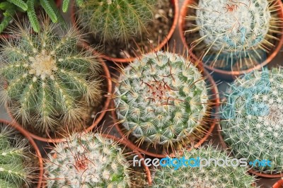 Variety Of Cactus Stock Photo