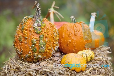 Variety Of Pumpkins On Hay Stock Photo