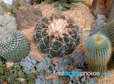 Various Cactus Plants Stock Photo