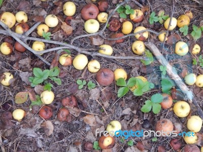 Various Food Growing And Cooked At Home Stock Photo