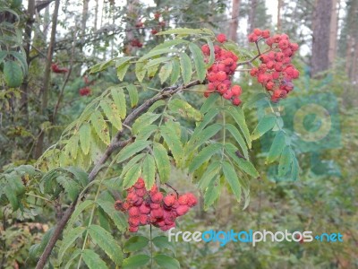 Various Food Growing And Cooked At Home Stock Photo