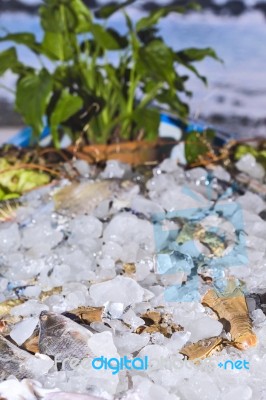 Various Fresh Seafood On Ice Exposition At The Outdoor Restauran… Stock Photo