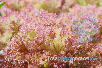 Vegetable Stock Photo