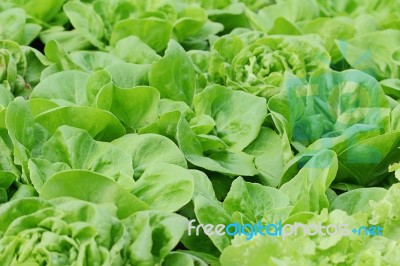 Vegetable Stock Photo