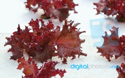 Vegetable Stock Photo