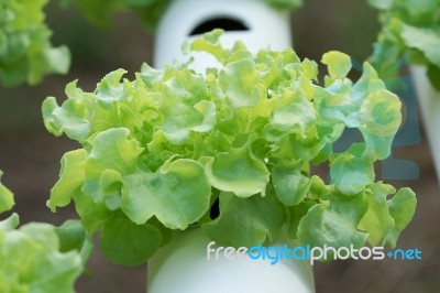 Vegetable Stock Photo