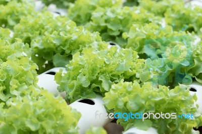 Vegetable Stock Photo