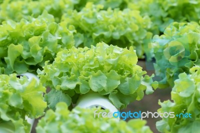 Vegetable Stock Photo