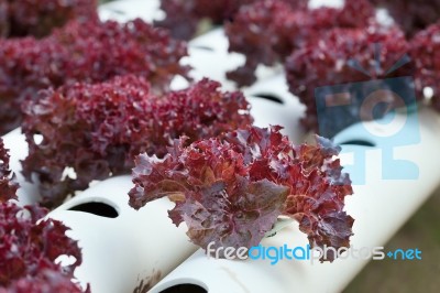 Vegetable Stock Photo