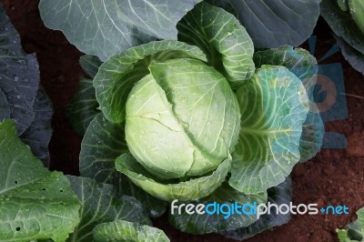 Vegetable Stock Photo