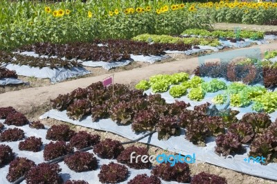 Vegetable Farm Stock Photo