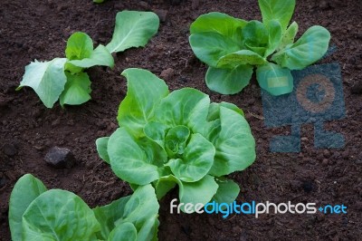 Vegetable Garden Stock Photo