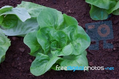 Vegetable Garden Stock Photo