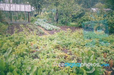 Vegetable Garden Stock Photo