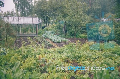 Vegetable Garden Stock Photo