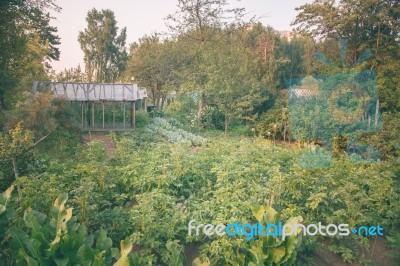 Vegetable Garden Stock Photo