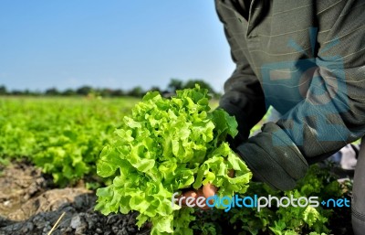 Vegetable Garden Stock Photo