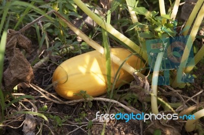 Vegetable Marrow Squash Zucchini Stock Photo