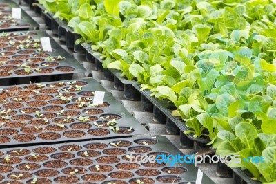 Vegetable Seedlings Stock Photo