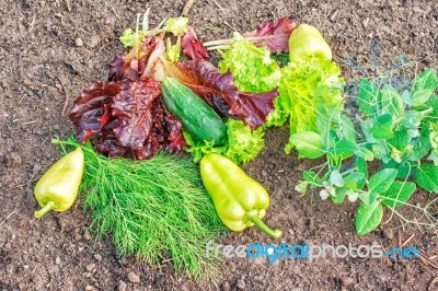 Vegetables Lying On The Ground Stock Photo