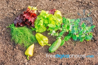 Vegetables Lying On The Ground Stock Photo