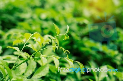 Vegetation In Rainy Season Stock Photo