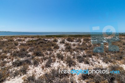 Vegetation On The Sand Dunes Of Ria Formosa Marshlands Stock Photo