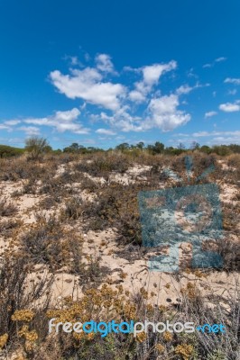 Vegetation On The Sand Dunes Of Ria Formosa Marshlands Stock Photo