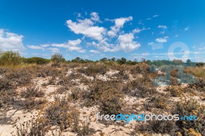 Vegetation On The Sand Dunes Of Ria Formosa Marshlands Stock Photo