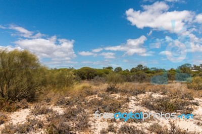 Vegetation On The Sand Dunes Of Ria Formosa Marshlands Stock Photo