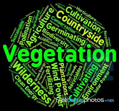 Vegetation Word Indicates Plant Life And Botany Stock Image