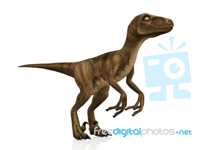 Velociraptor Stock Image