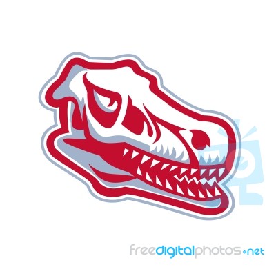 Velociraptor Raptor Skull Stock Image